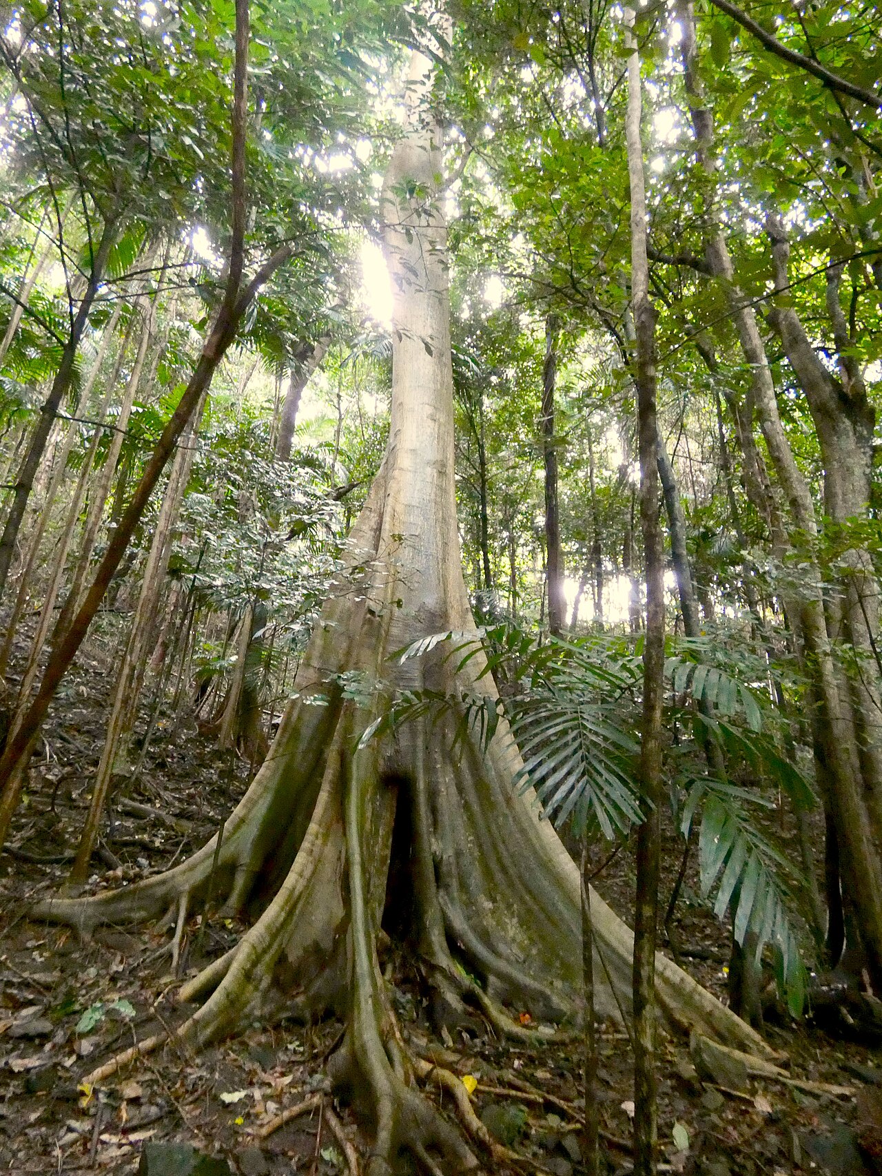 Abbey tree: Ficus albipila in rainforest in Cairns, Queensland