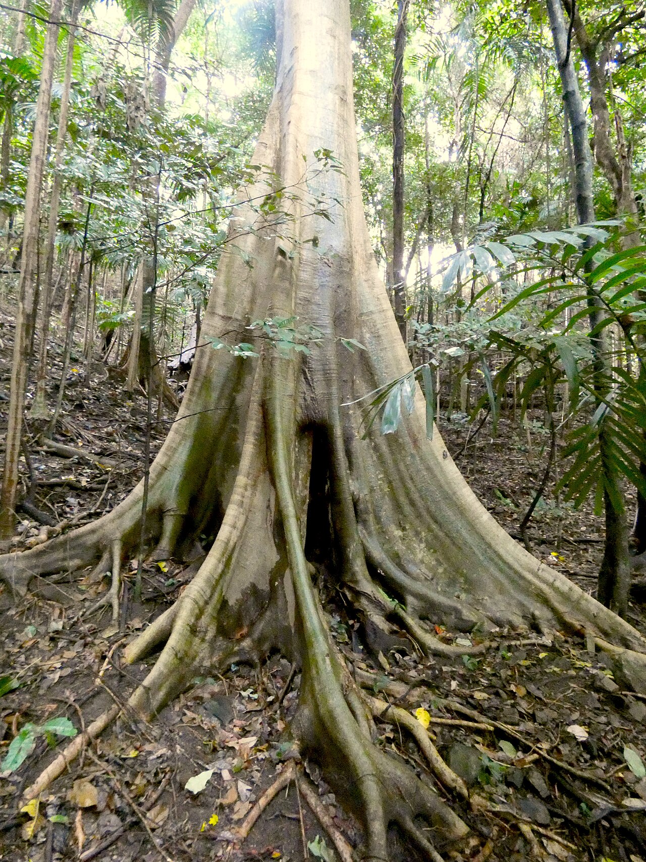 Abbey tree: Ficus albipila in rainforest in Cairns, Queensland