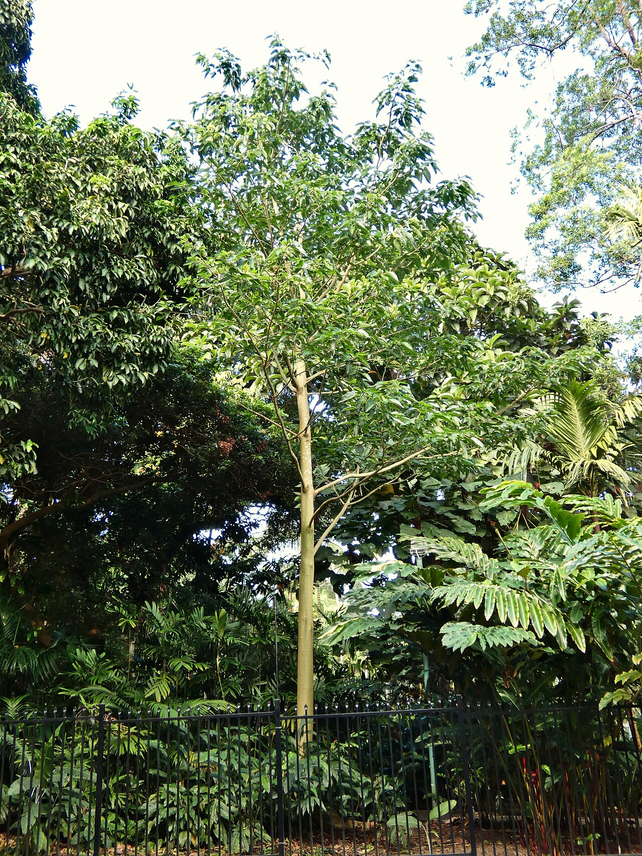 Abbey tree: A small mature specimen of Ficus albipila at Cairns Botanic Gardens