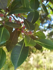 Jamaican cherry fig (Ficus americana)