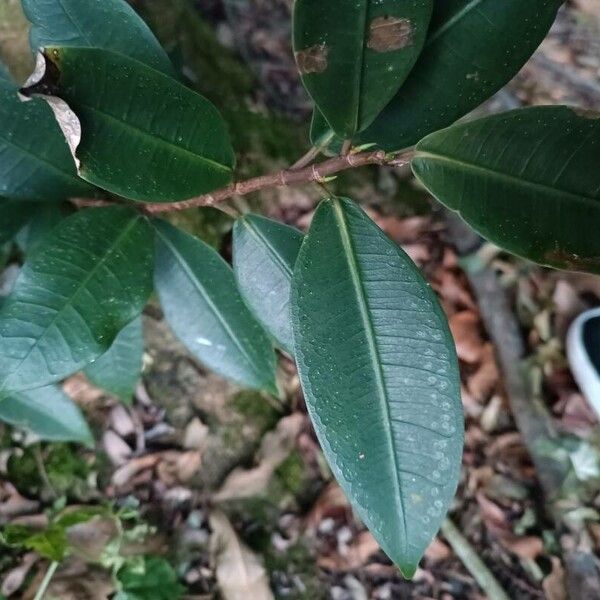 Jamaican cherry fig (Ficus americana)