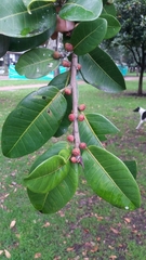 Jamaican cherry fig (Ficus americana)
