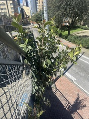 Jamaican cherry fig (Ficus americana)
