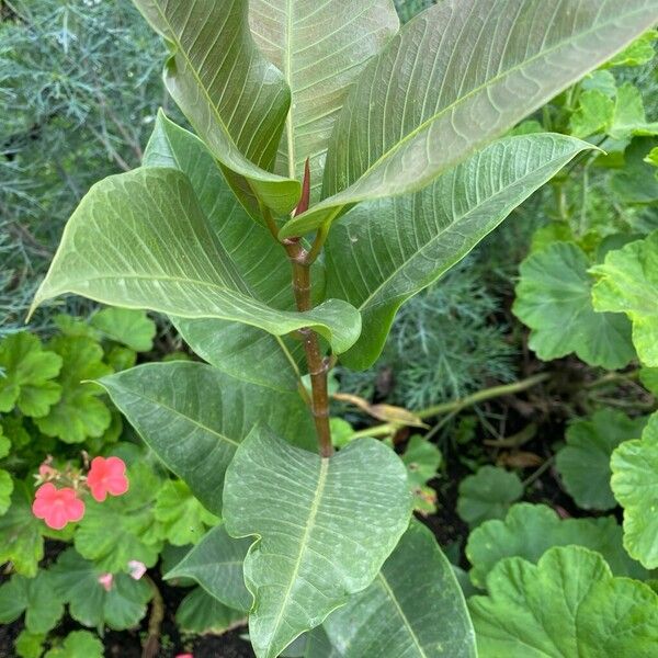 Jamaican cherry fig (Ficus americana)