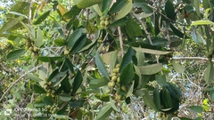 Ficus annulata (Ficus annulata)