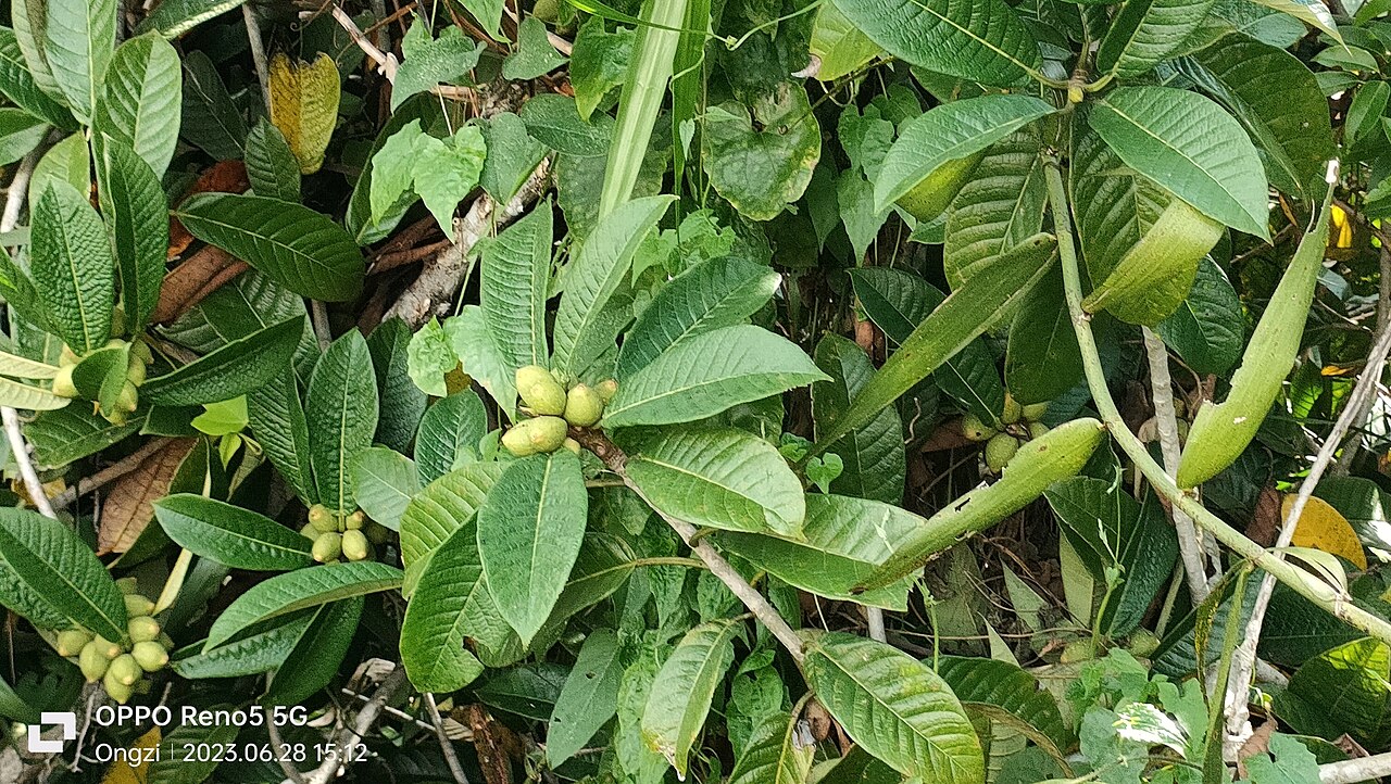 Ficus annulata: Photo of Ficus annulata uploaded from iNaturalist .