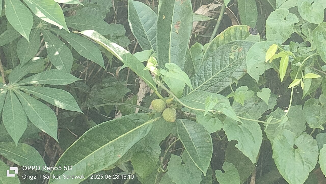 Ficus annulata: Photo of Ficus annulata uploaded from iNaturalist .