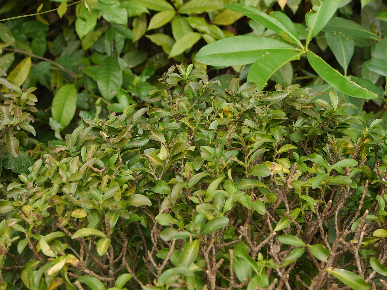 Ficus annulata: ไทรเกาหลี (Ficus annulata) ปลูกเพื่อตัดให้เป็นรั้ว