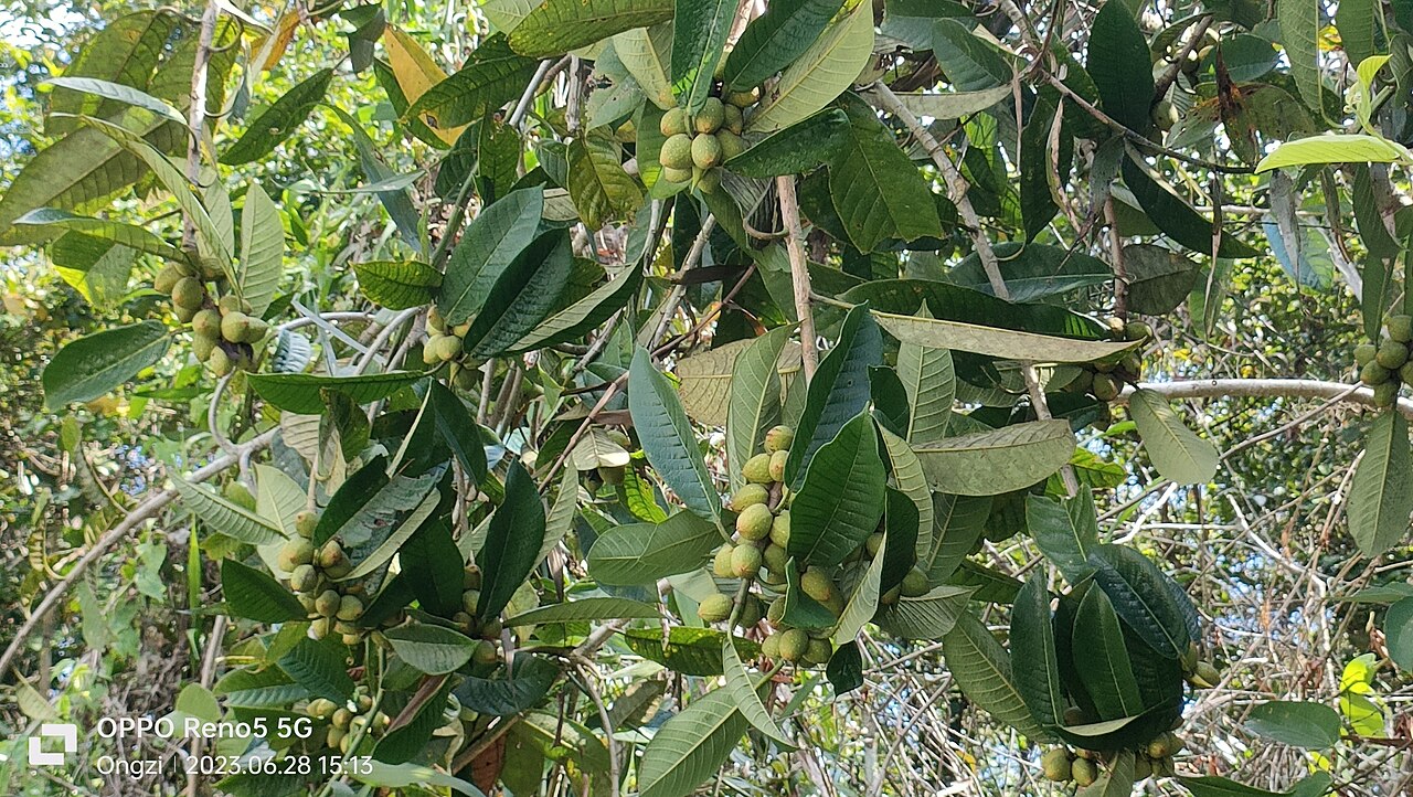 Ficus annulata: Photo of Ficus annulata uploaded from iNaturalist .