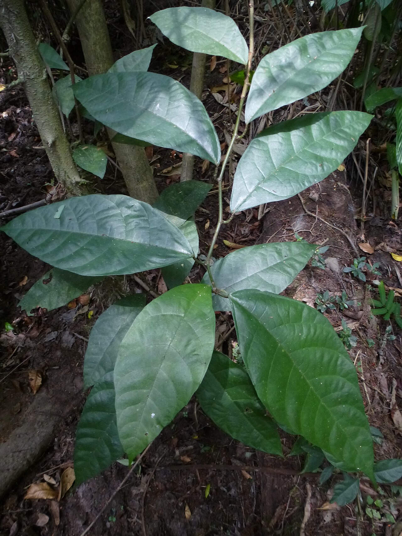 Ficus asperifolia: Ficus asperifolia. Species of plant.