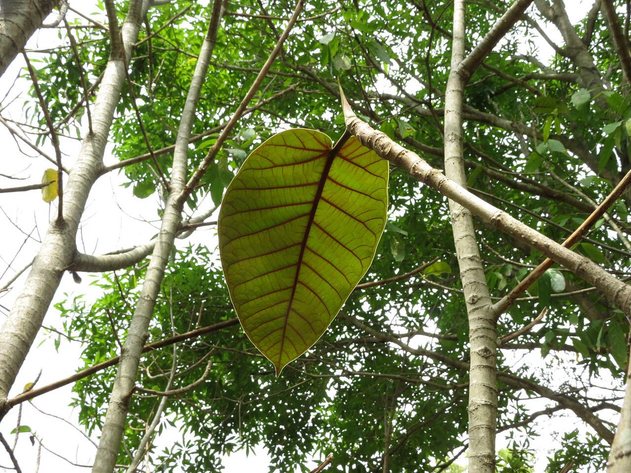 Ficus beddomei: Ficus beddomei seen in Nilgiri biosphere nature park, Anaikatty, Coimbatore