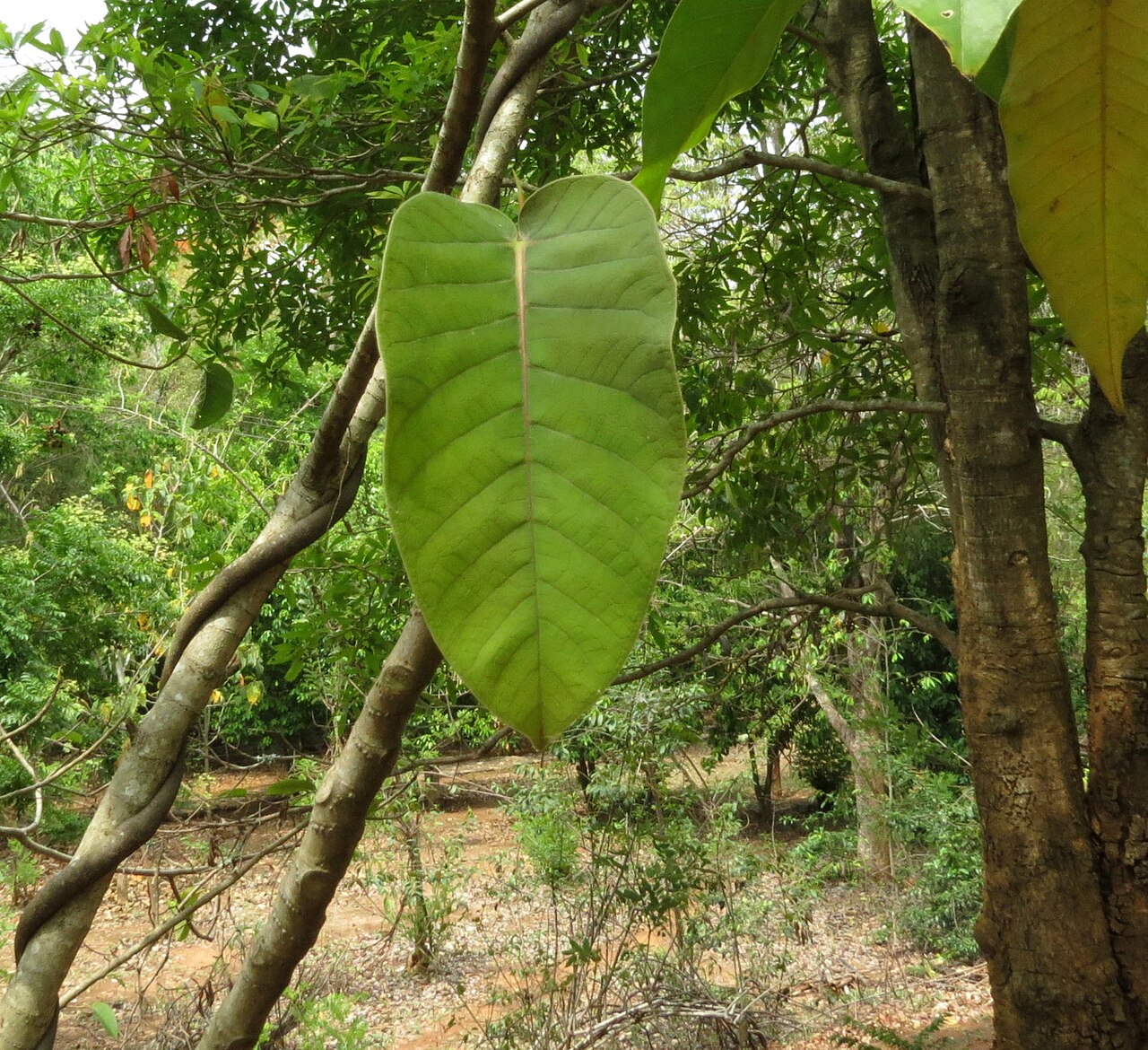 Ficus beddomei: Ficus beddomei seen in Nilgiri biosphere nature park, Anaikatty, Coimbatore