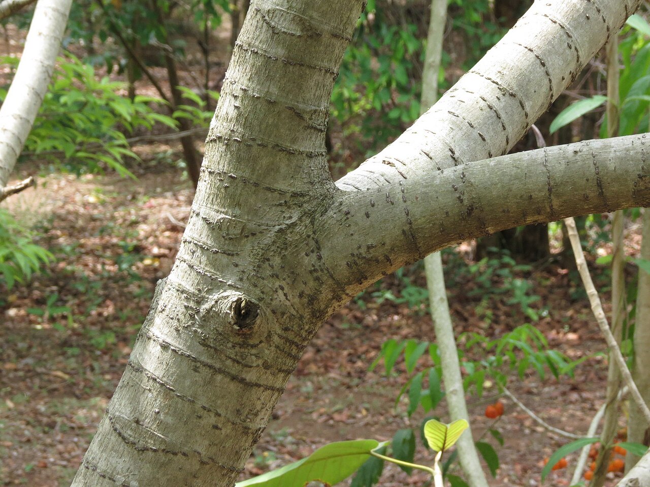 Ficus beddomei: Ficus beddomei seen in Nilgiri biosphere nature park, Anaikatty, Coimbatore