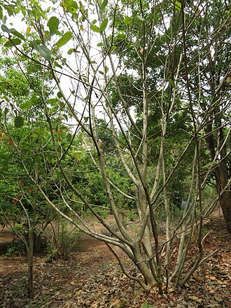 Ficus beddomei: Ficus beddomei seen in Nilgiri biosphere nature park, Anaikatty, Coimbatore