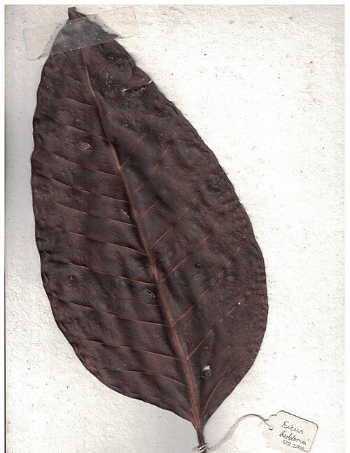 Ficus beddomei: Herbarium scans from KMTR