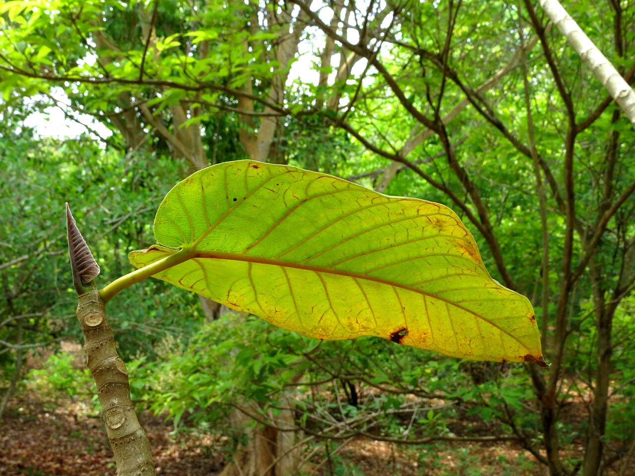 Ficus beddomei: Ficus beddomei seen in Nilgiri biosphere nature park, Anaikatty, Coimbatore