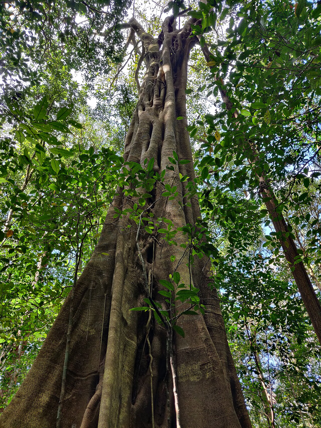Ficus beddomei (Ficus beddomei)