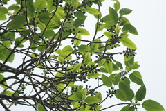 Ficus beddomei (Ficus beddomei)