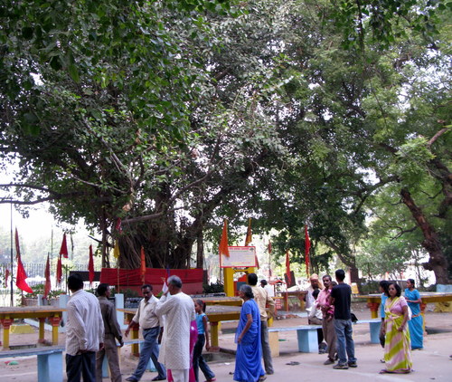 Banyan (Ficus benghalensis)