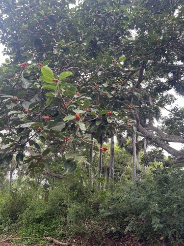 Banyan (Ficus benghalensis)