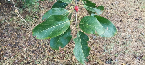 Banyan (Ficus benghalensis)