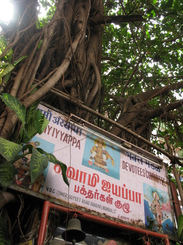 Banyan (Ficus benghalensis)