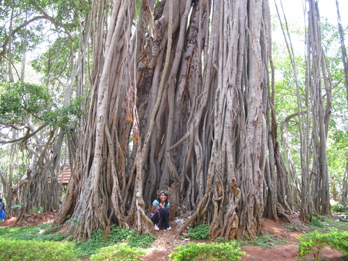 Banyan (Ficus benghalensis)