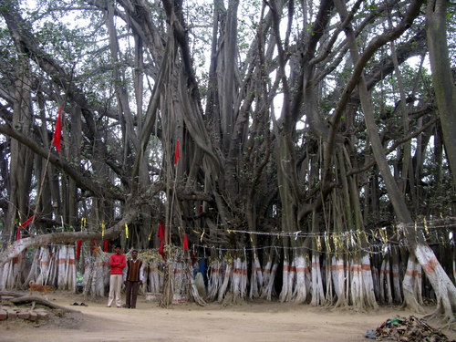 Banyan (Ficus benghalensis)