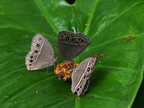 Banyan: 3 individuals of Mycalesis genus (Bushbrowns) attending on a rotten Ficus benghalensis (Banyan) fruit collecting sap