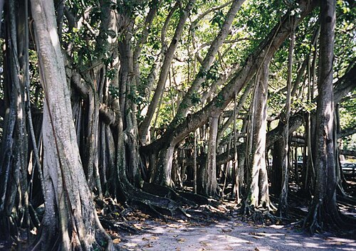 Banyan: Banyan tree ( Ficus benghalensis ) in front of the Edison museum in Fort Myers, Florida Florida, USA. Photo taken by User:Ahoerstemeier on April 11, 1998 with a
