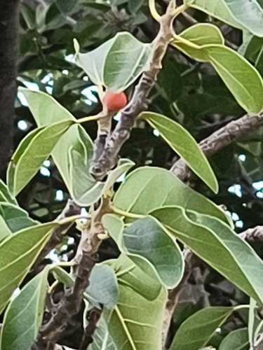 Banyan (Ficus benghalensis)