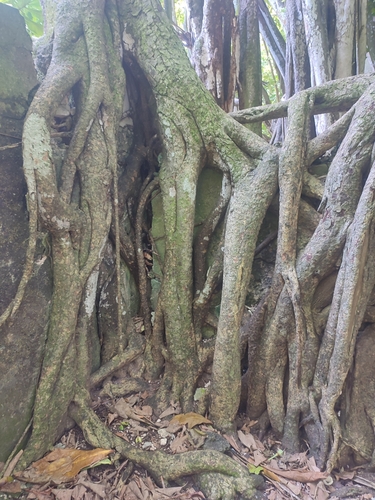 Banyan (Ficus benghalensis)