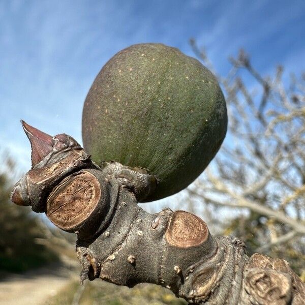 Fig (Ficus carica)