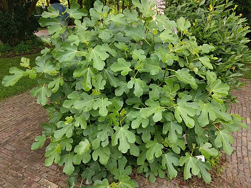 Fig: Ficus carica, Hortus botanicus Leiden, Netherlands