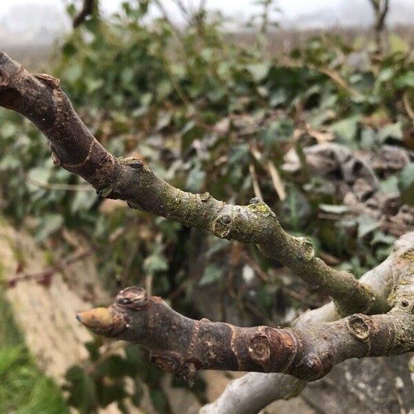 Fig (Ficus carica)