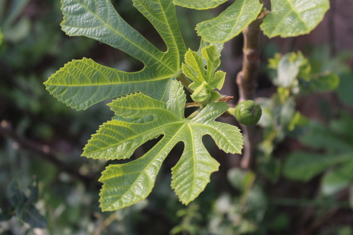Fig (Ficus carica)