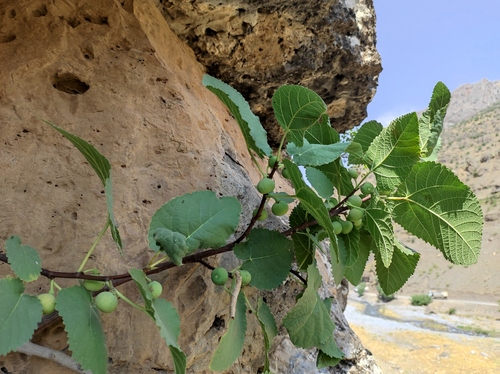 Fig (Ficus carica)