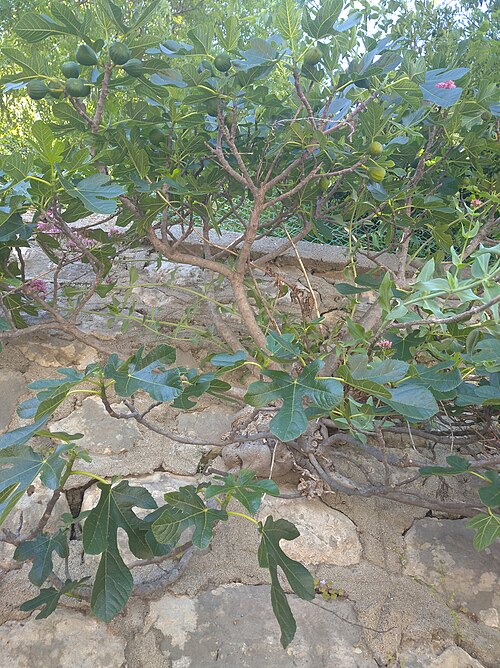 Fig: 11-Figuier-Ficus carica