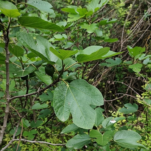 Fig