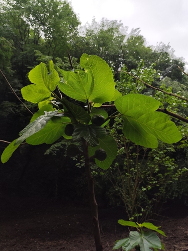 Fig (Ficus carica)