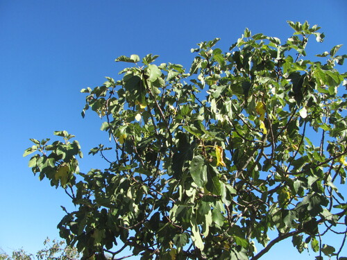 Fig (Ficus carica)