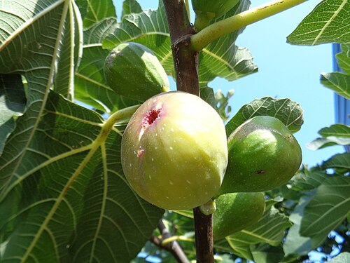 Fig: Figs on a branch, grown in Croatia
