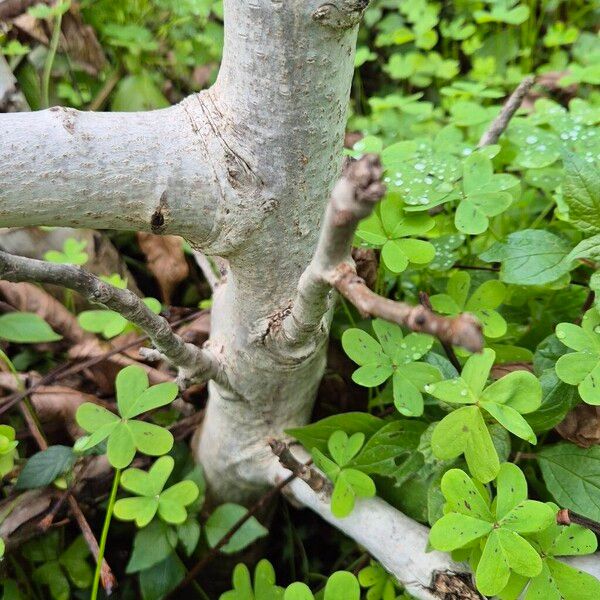 Fig (Ficus carica)