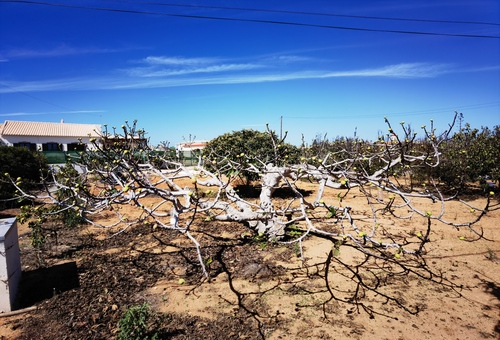 Fig (Ficus carica)