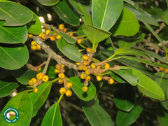Ficus clusiifolia (Ficus clusiifolia)