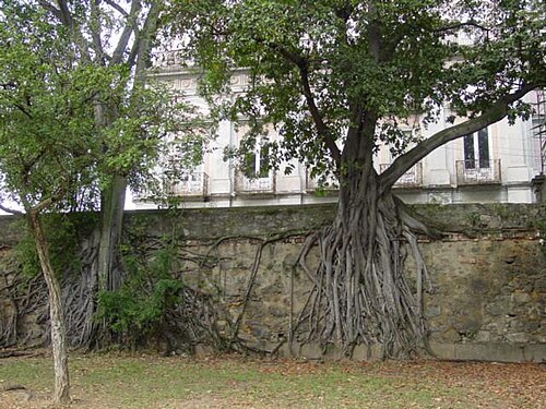 Ficus clusiifolia (Ficus clusiifolia)