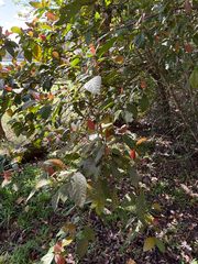 Cluster fig (Ficus congesta)