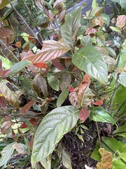 Cluster fig (Ficus congesta)
