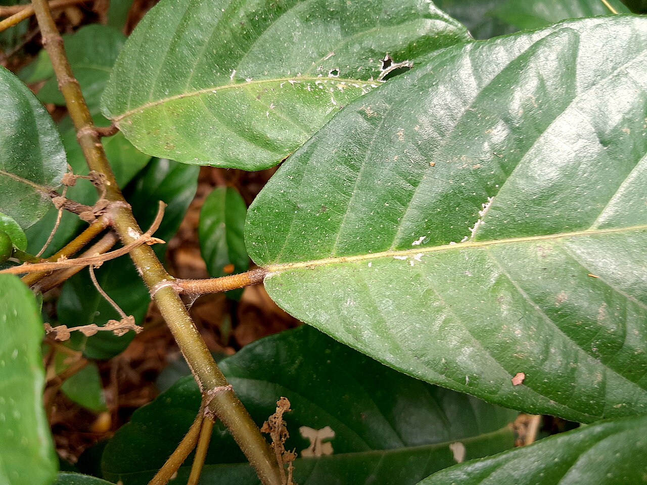 Cluster fig: Ficus congesta growing in remnant swamp forest in Cairns , November 2023