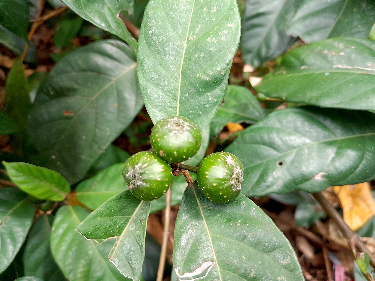 Cluster fig: Ficus congesta growing in remnant swamp forest in Cairns , November 2023